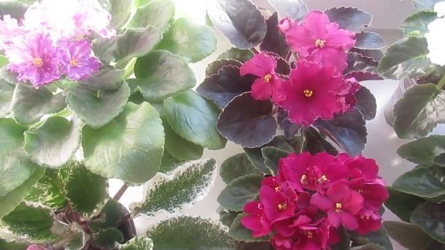 Фиалки/ Как Уберечь От ЖАРЫ/ Очень Важно! смотреть онлайн