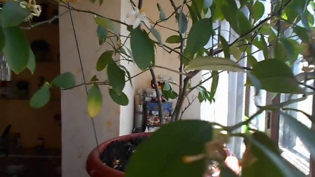 Как вырастить лимон дома . смотреть онлайн
