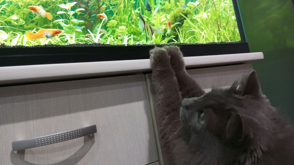 Аквариумные дела в большом аквариуме #nik_72 смотреть онлайн