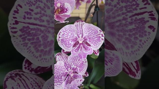 Три сногшибательных Биглипа #phalaenopsis #орхидеи #orchid