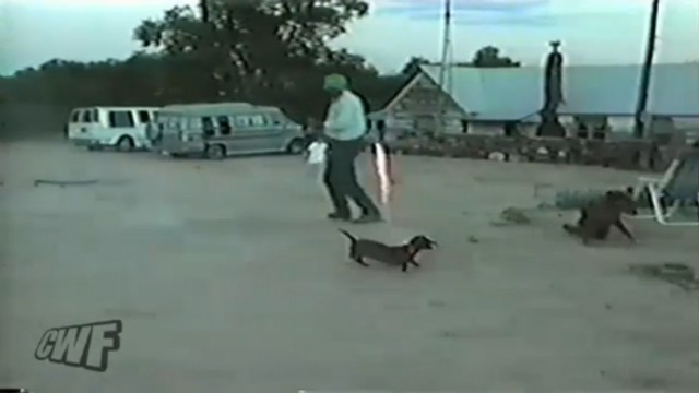 Собака с фейерверком в зубах смотреть онлайн