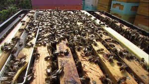 15.05.2024 - осмотр зимовалого отводка пчел, подстановка вощины в улей, дача белкового корма