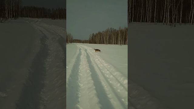 Раздолье для Хаски