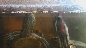 Черепахи дерутся!!!