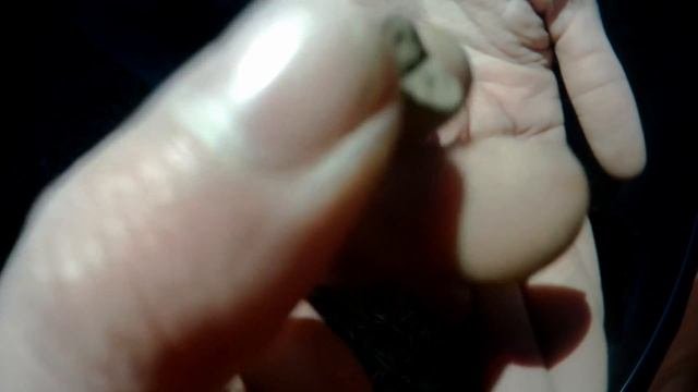 Полевой коп! Виды монет Михаила Фёдоровича Романова!