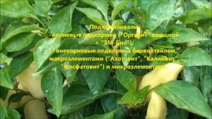 Обзор сладкого перца Болгарский букет.