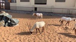 Um Al Quwain Zoo and Wild life Park,Um Al Quwain ,UAE