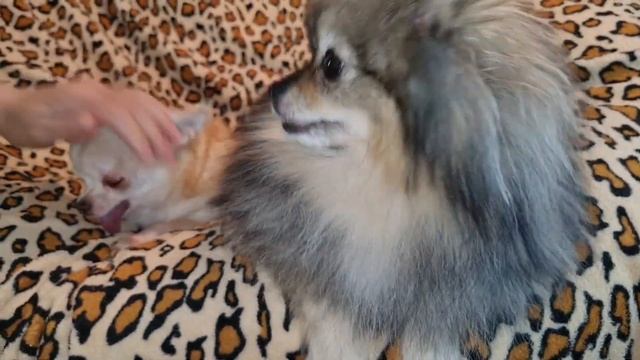 Сухой нос у собаки, от чего? И что с этим делать? смотреть онлайн