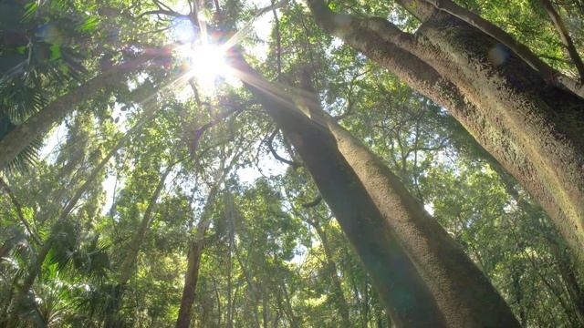 Нежная музыка, успокаивает нервную систему и радует душу - лечебная музыка для сердца и сосудов смотреть онлайн