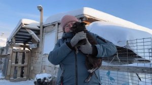 Тяжелое собачее знакомство...Гостья поссорилась с нашей собачкой