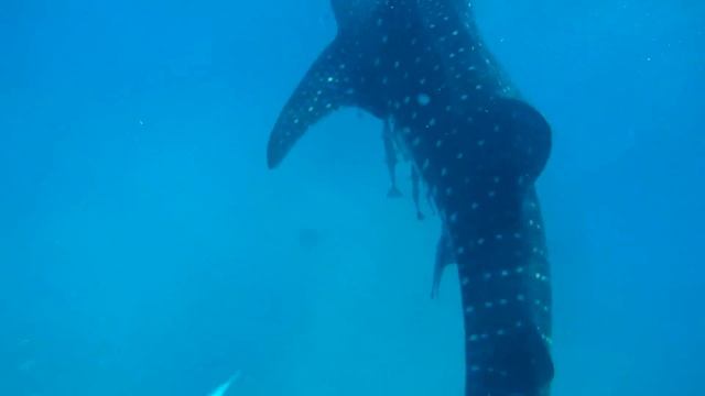 Филиппины. Ослоб. Китовые акулы. Philippines. Oslob. Swimming while Whale Shark Watching. смотреть онлайн