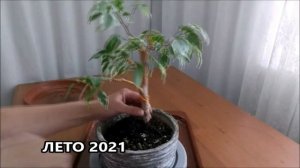 Бонсай из фикуса Бенджамина Короткая версия #FicusBenjamina #bonsai #BonsaiNaBalkone