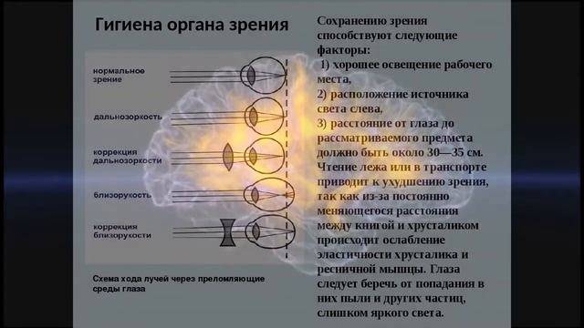 Анализаторы. Лекции для младших медсестер и школьников. #лекциианатомия #биологияегэ #дистант