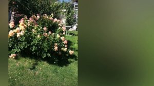 Роза Мария Кюри