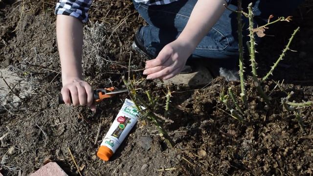 Обрезка роз в мае, реанимация смотреть онлайн