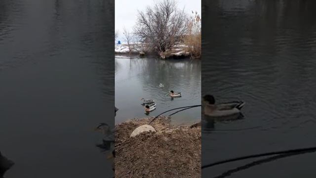 ХРОНИКА. Подворье с животными ⛲"СЕРОВОДОРОДНЫЙ ИСТОЧНИК". Отдых) смотреть онлайн