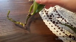 Забавный ринх )) я такое вижу впервые!!! Мой уход за орхидеей ринхостилис гигантея