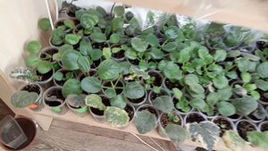Комнатные Растения. Излишки на Продажу. 12 Марта