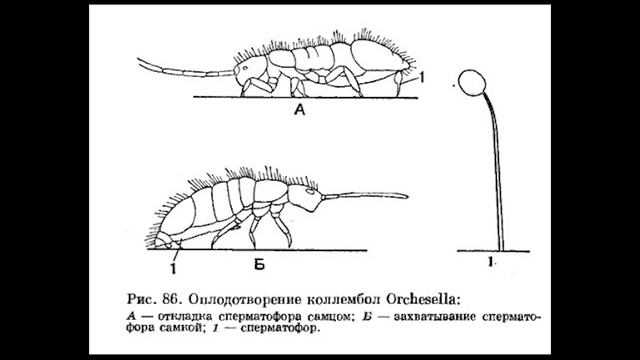 Многоножки-1 смотреть онлайн