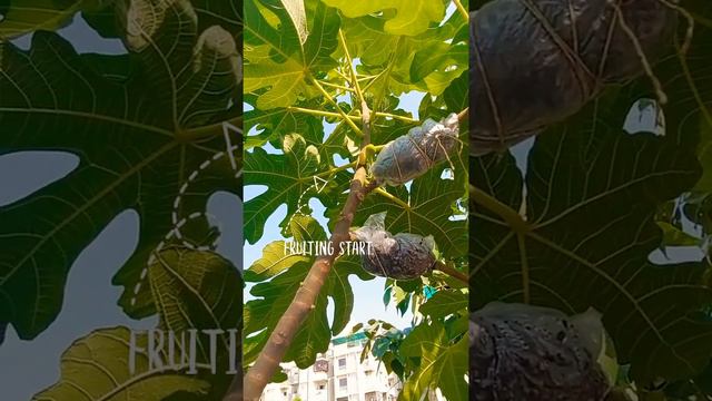 Anjir (Fig) fruiting starts in my main plant #fruiting #alltimefruitng #healthy #nature #love #peac