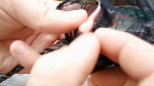 Чтоб не закистовалась  рыбка садим её на нерест. Есть потери:(:(