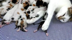Кошка и котята