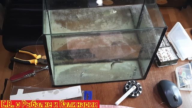 Как легко и правильно насадить живца на жерлицу. Лучший  способ насадки живца на жерлицу.