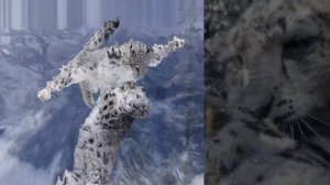 Снежный БАРС или Ирбис  Интересные ФАКТЫ и легенда