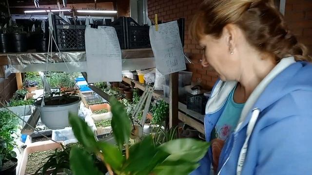 Купила Хлорофитум для миксов смотреть онлайн