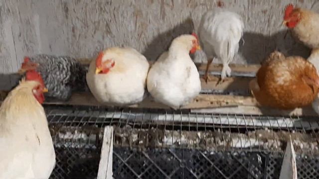 Обзор, весенний молодняк! #курятник #курынесушки #chick #куры #петухи