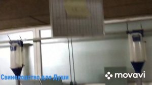 Поросята маленьких размеров в опоросе/Что мы делаем с поросятами  которые родились маленькими///