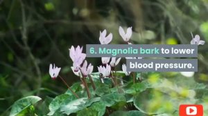 9 Amazing Benefits Of Magnolia Bark