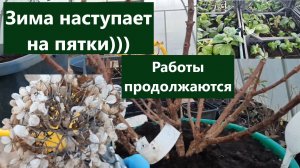 Зима наступает на пятки))) Работы с гортензиями продолжаются. Как сохранить черенки и маточники?