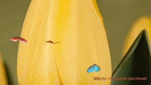 Тюльпан гибридный Гарант (tulipa tyulpan) ? Гарант обзор: как сажать, луковицы тюльпаны Гарант