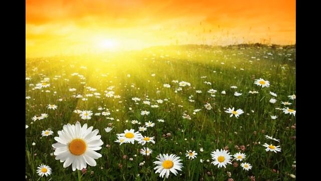 5 видео Вальс бабочек и цветов смотреть онлайн