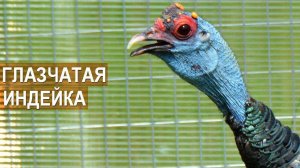 Экзотическая глазчатая индейка. Зооферма "Алексин-страус"