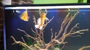 Astronotus ocellatus albino 750 liters