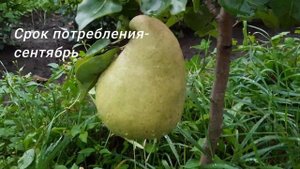 Груша NJO как выглядит