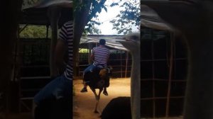 Катание на страусе.Верхом на страусе