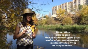 Детям о животных: Утки