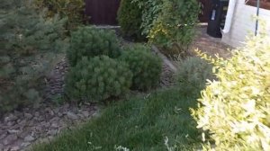 Как стричь иву  " Хакуро Нишики" ?   Хвойники . Willow cut.