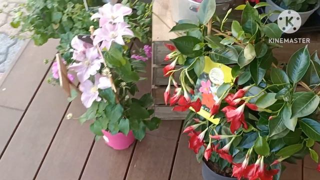 Так не бывает!?3 бабочки сразу!✌️ смотреть онлайн