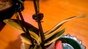 ОРХИДЕЯ   Доритенопсис   Сого   Вивьен  _  Фаленопсис  с  вариегатными  листьями _