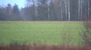 Охота на зайца с русскими гончими