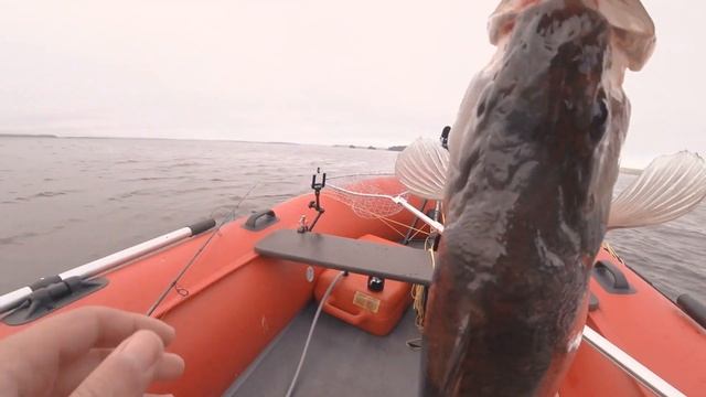 ОКУНЬ НА ДВА КГ! Самый большой окунь в жизни. Отпускать?