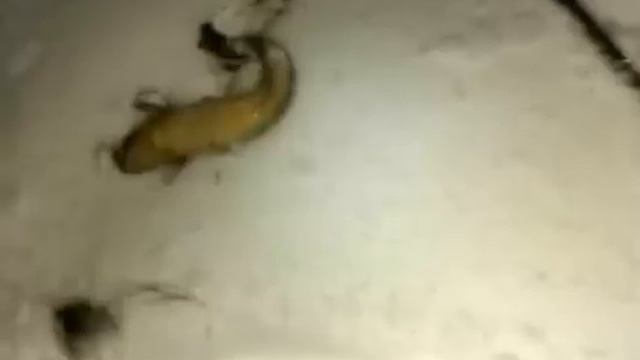 Рыбалка в Серпухове. Ока. Налим смотреть онлайн