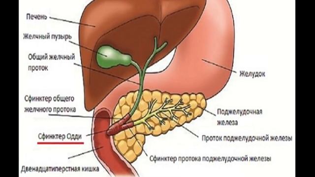 Где находится желчный пузырь и как болит