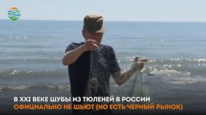 На побережье Каспийского моря нашли 150 мертвых тюленей. Четверть из них – без шкур