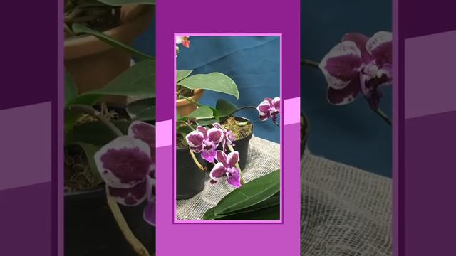 Выставка «Планета орхидей» Москва 2019 смотреть онлайн