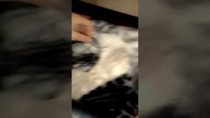 Котята пьют молоко у своей мамы